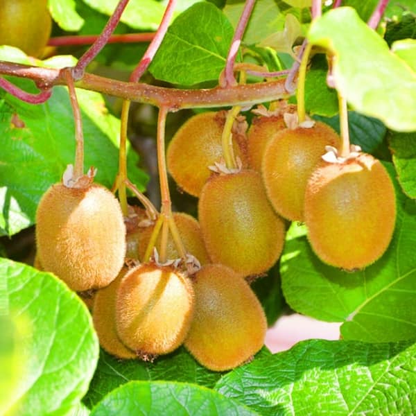 تصویر 1 از خرید و قیمت کیوی هایوارد طلایی + فروش عمده